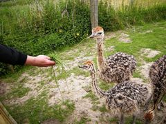 Die Halbstarken haben auch immer Hunger