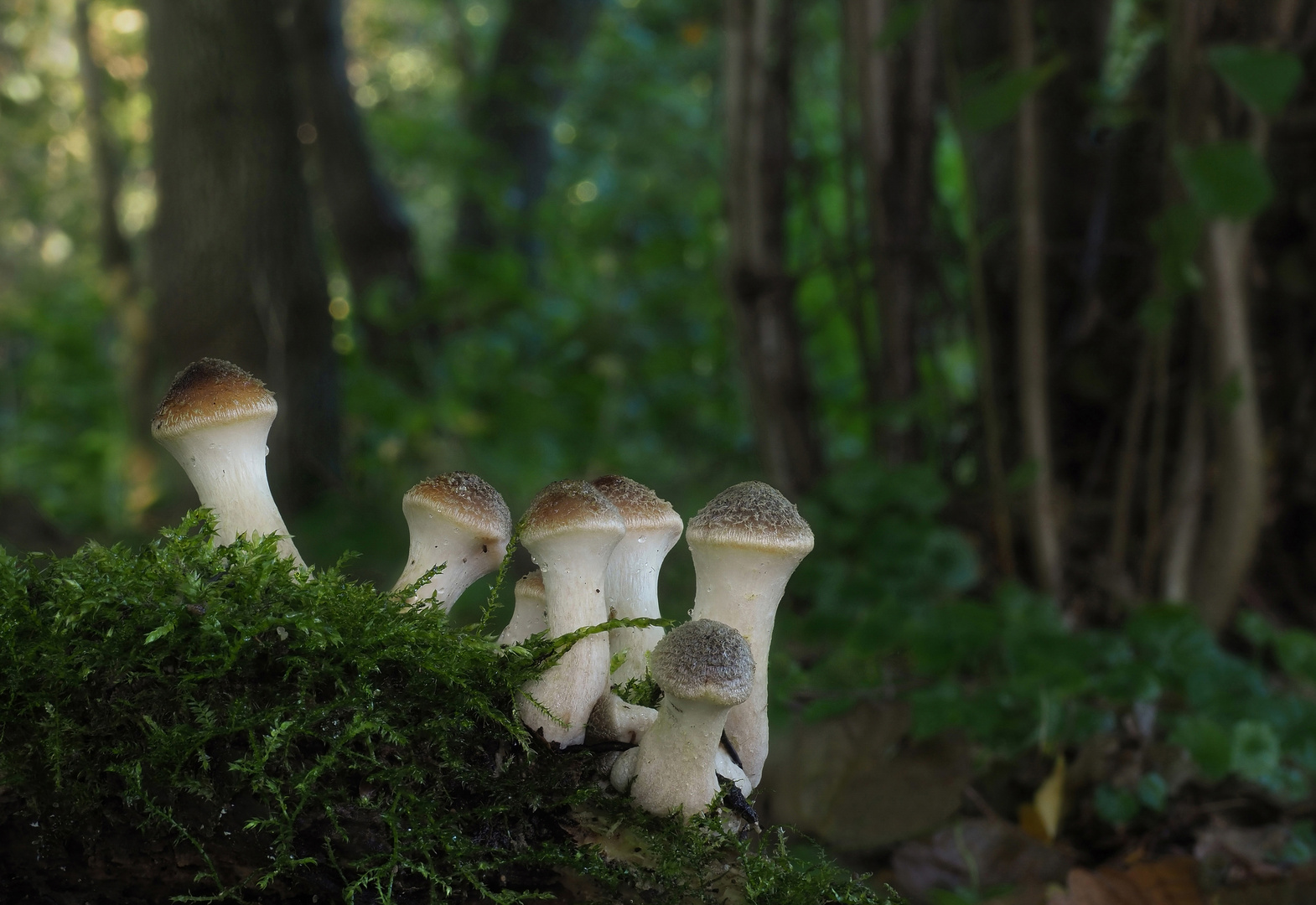 Die Hallimaschbande tobt im Wald!