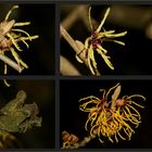 Die Hamamelis zeigt viele Gesichter