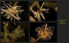 Die Hamamelis zeigt viele Gesichter