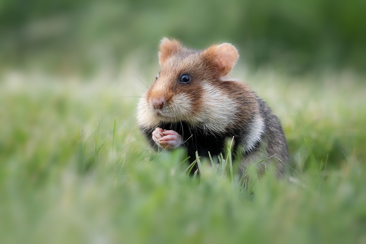 Die Hamsterbacken füllen