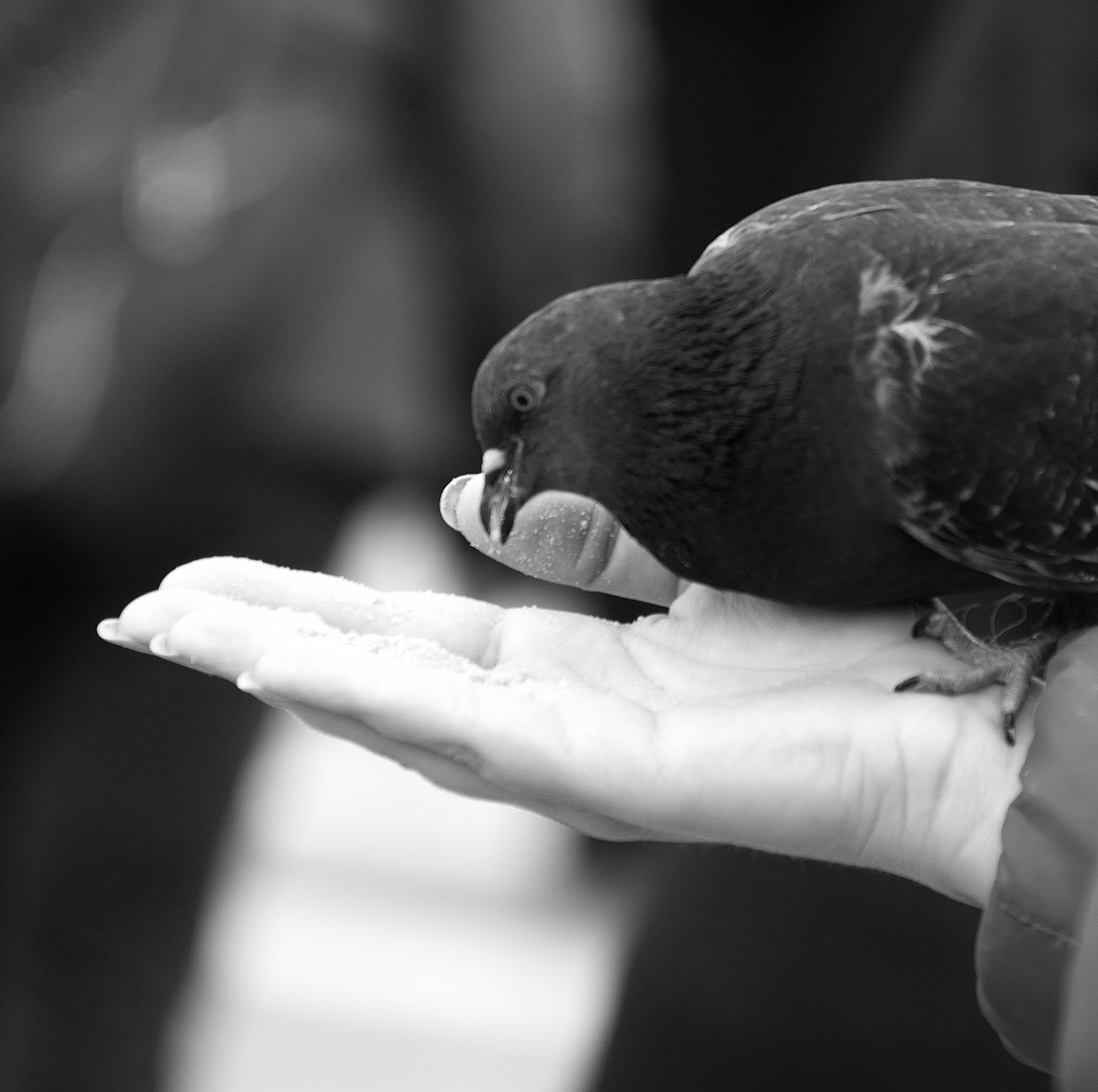 Die Hand & der Vogel