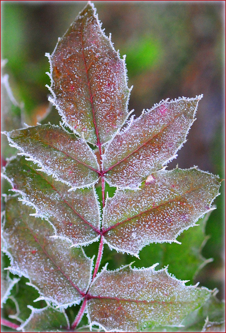 Die Hand des Frostes 