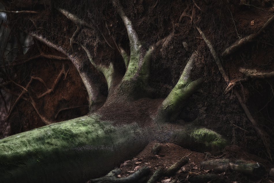 Die Hand des Waldes