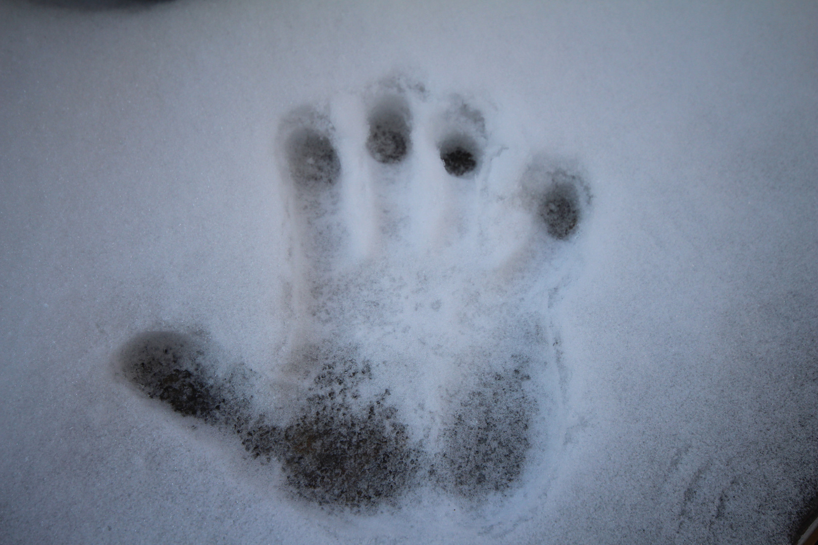 Die Hand im Schnee