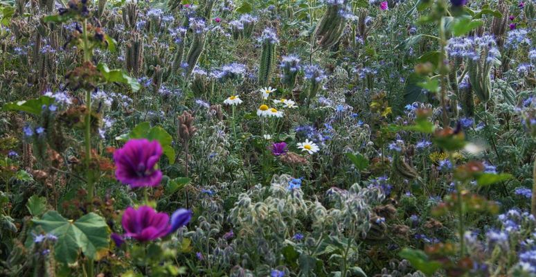 die handschrift der natur 