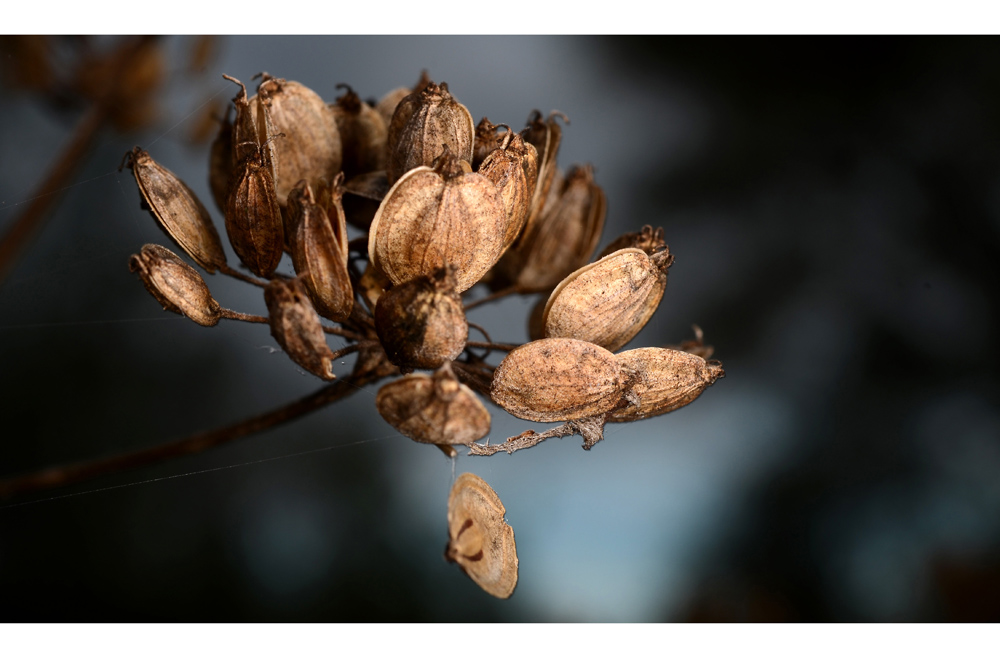 Die Handschrift des Herbstes #2