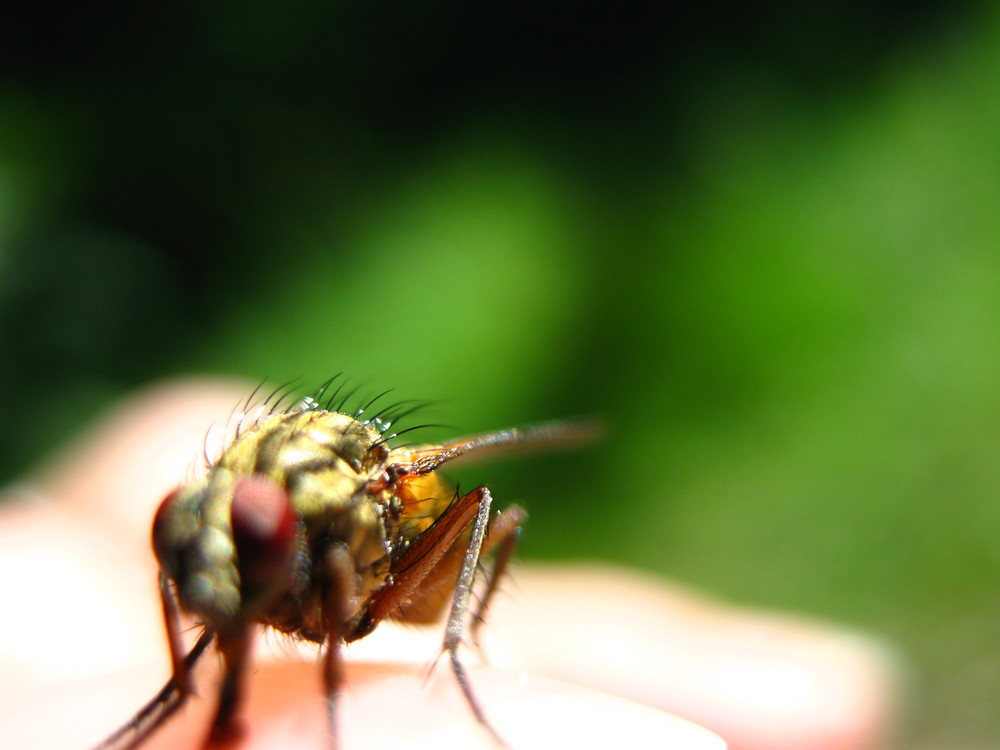 Die handzahme Fliege