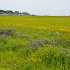 Die Hanswarft auf Hallig Hooge