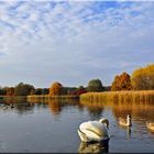 Die Harmonie auf dem See..,