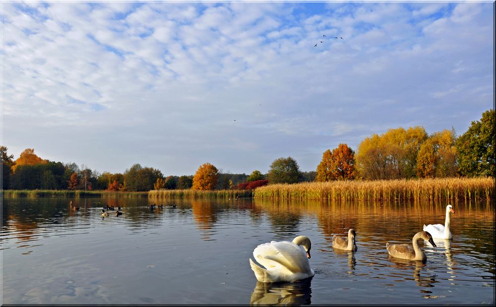 Die Harmonie auf dem See..,