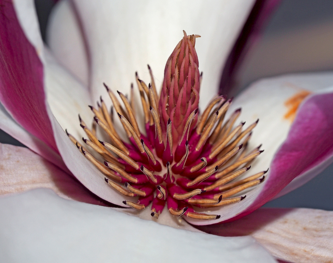 Die Harmonie schenkende Magnolien-Blüte ...