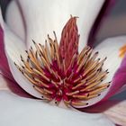 Die Harmonie schenkende Magnolien-Blüte ...