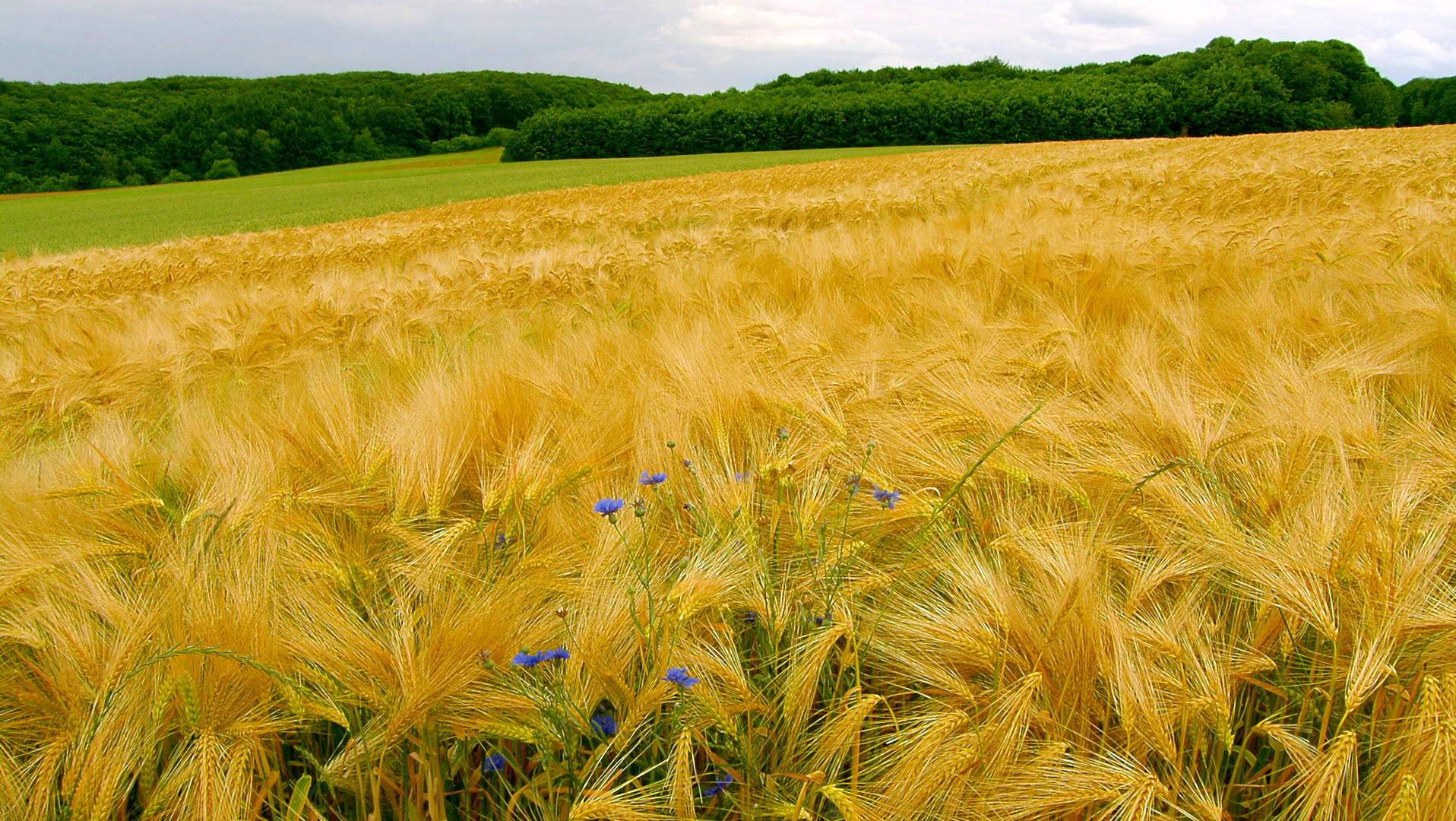 Die harmonischen Farben der Felder, im Sommer 2016! 