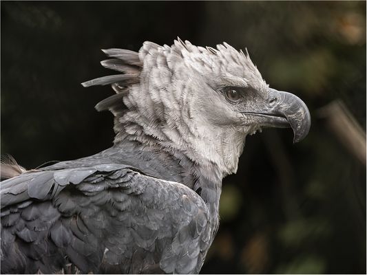 Die Harpyie - ein mächtiger Greifvogel