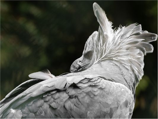 Die Harpyie mit aufgestellter Haube
