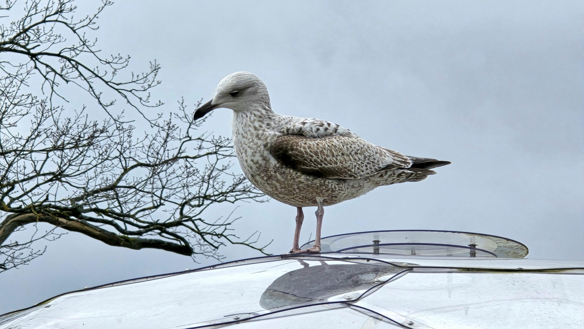 die hartnäckige Möwe