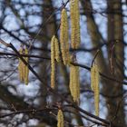 die Hasel mit ihren Kätzchen