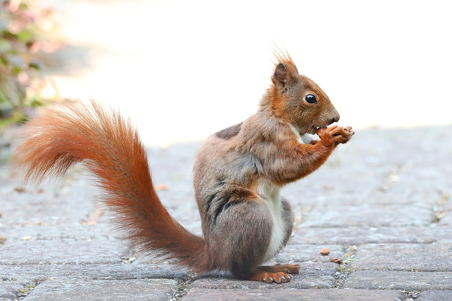 die Haselnuss schmeckt