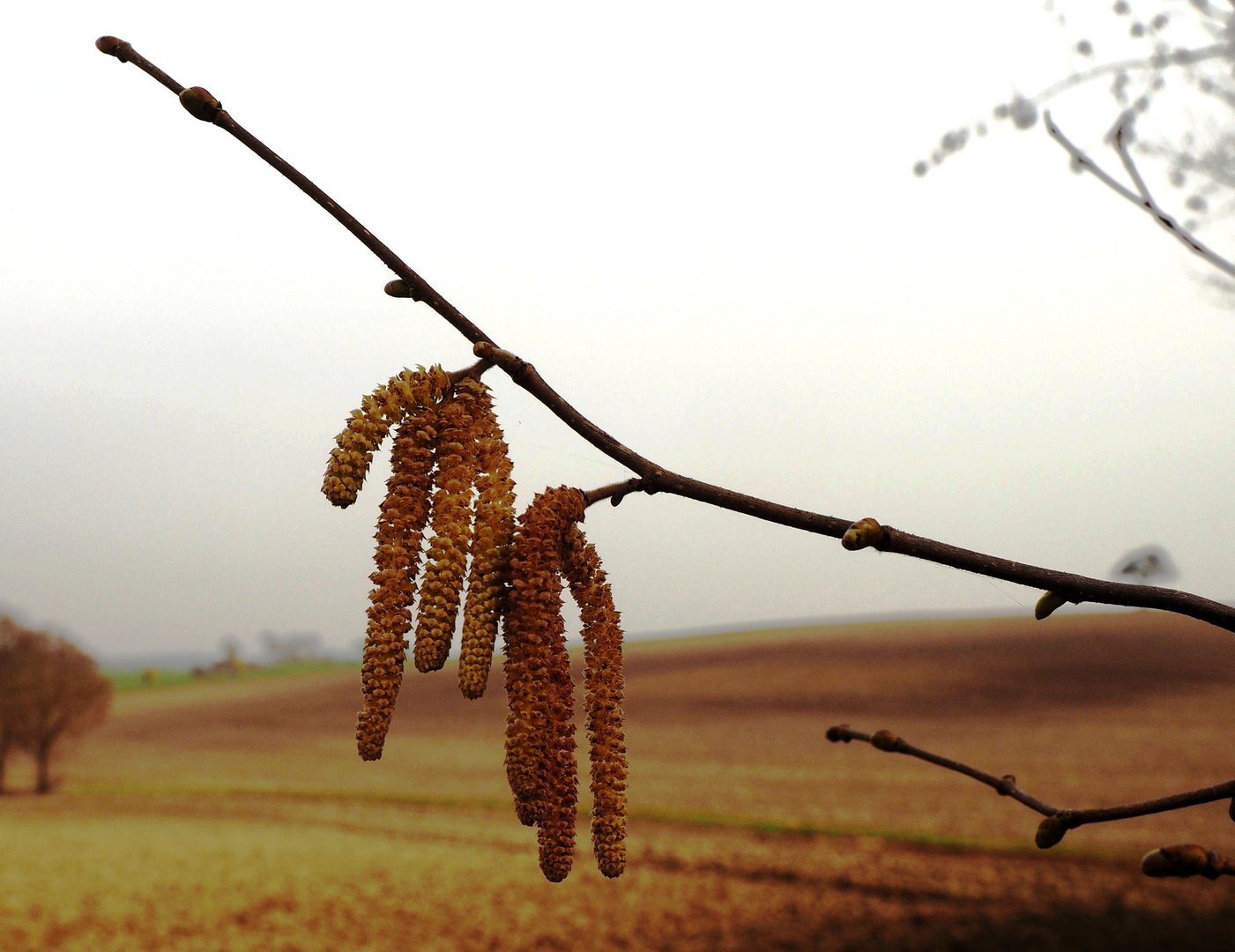 Die Haselnussblüte