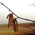 Die Haselnussblüte