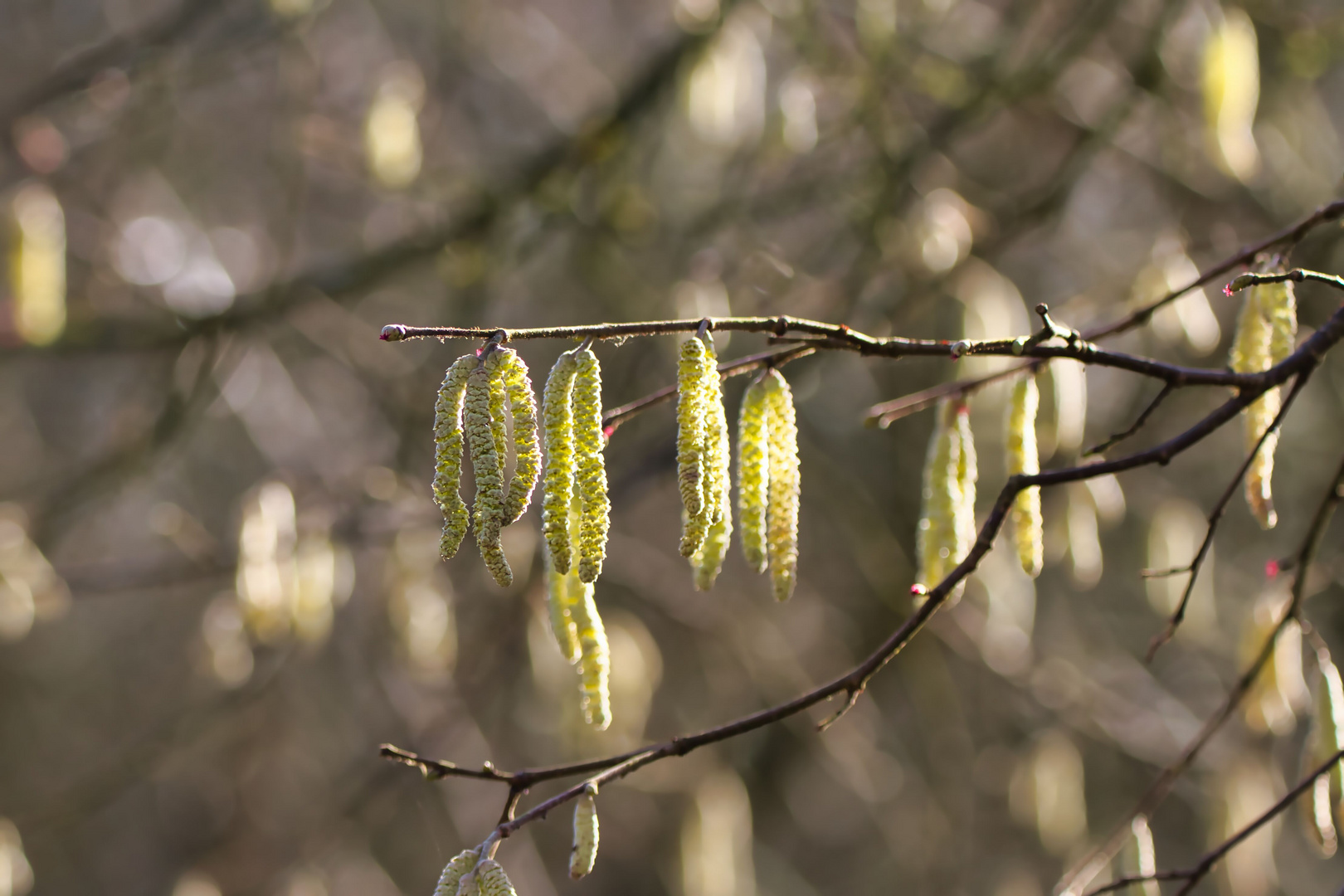 Die Haselnussblüte