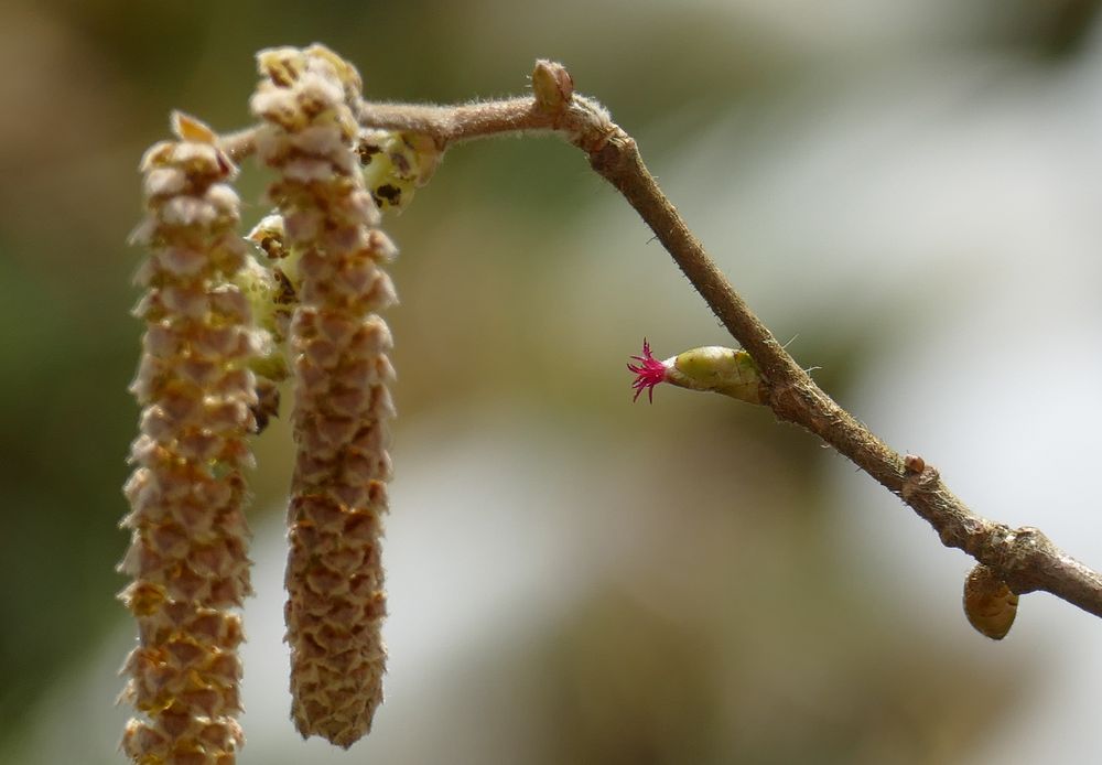 die Haselnussblüte im März Foto &amp; Bild | pflanzen, pilze &amp; flechten ...