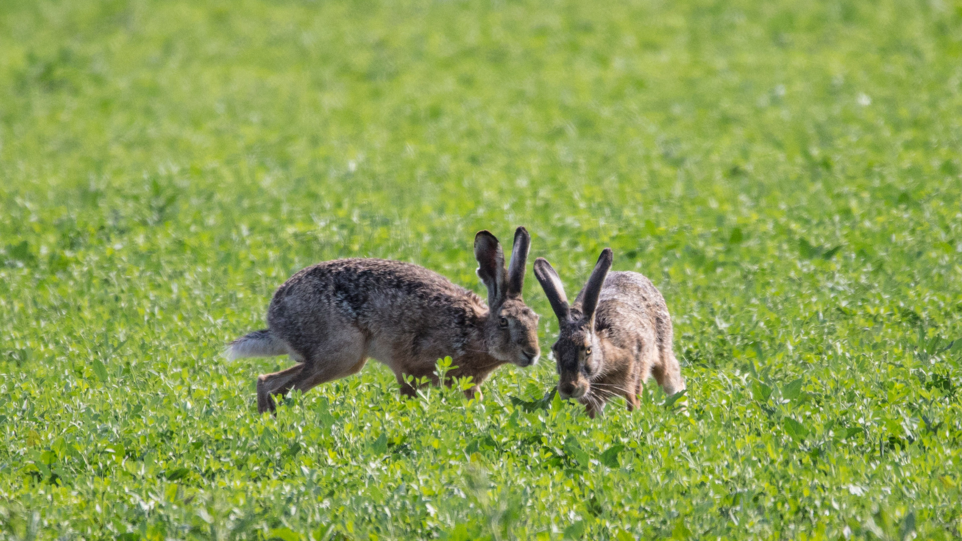 Die Hasen...