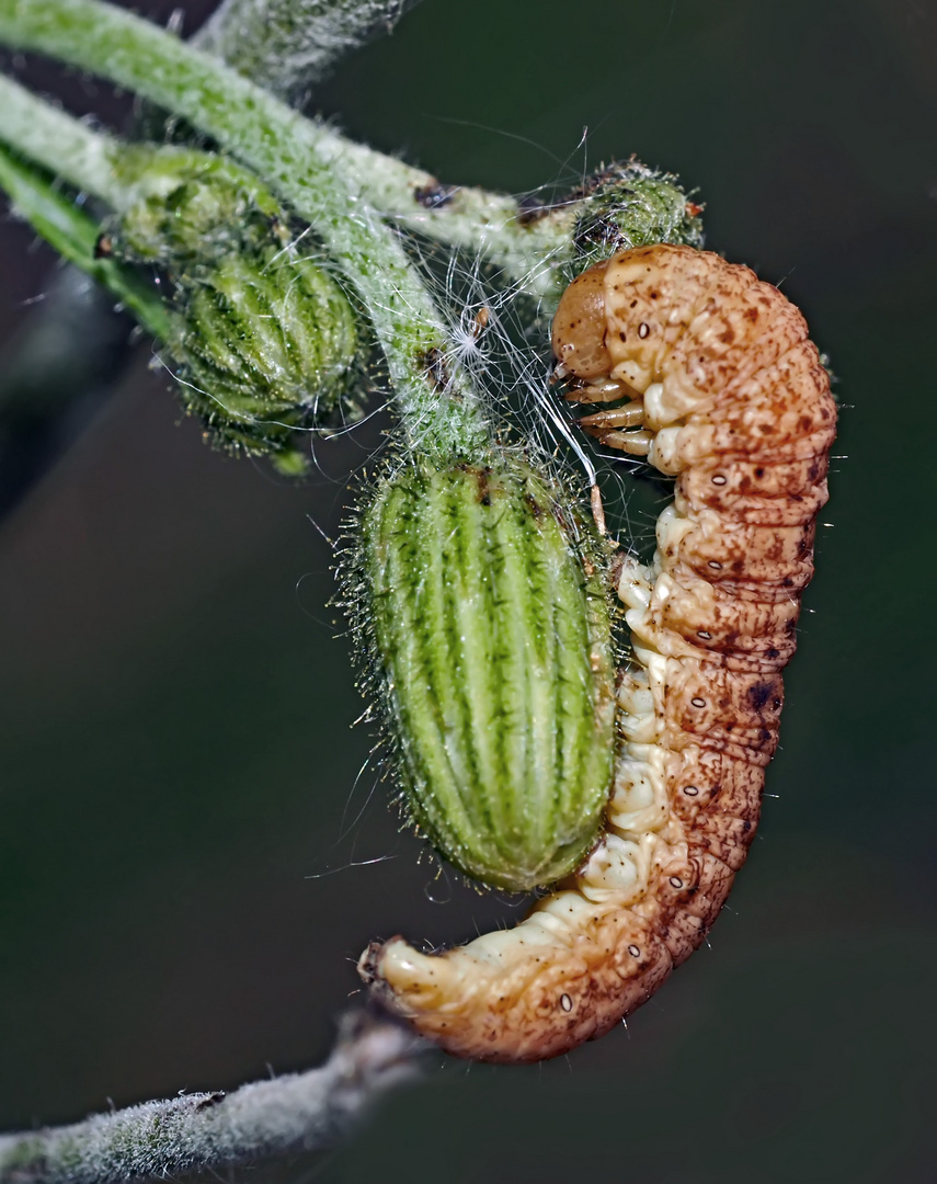 Die Hasenlattich-Eule (Hecatera bicolorata) auf ihrer Wirtspflanze.