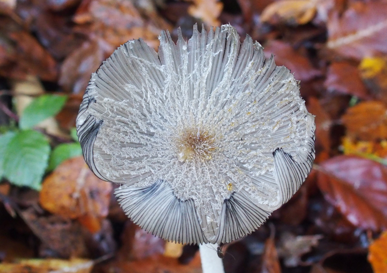 Die Hasenpfote, ein filigraner Pilz