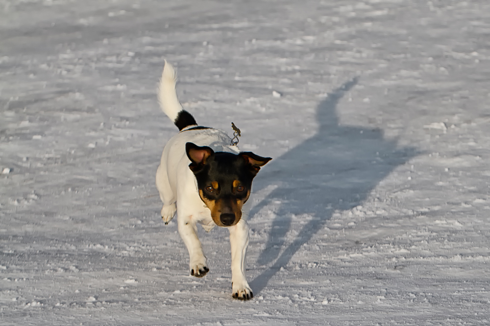 die hat doch en Schatten