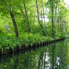 Die Hauptelemente des Spreewalds: Bäume und Wasser