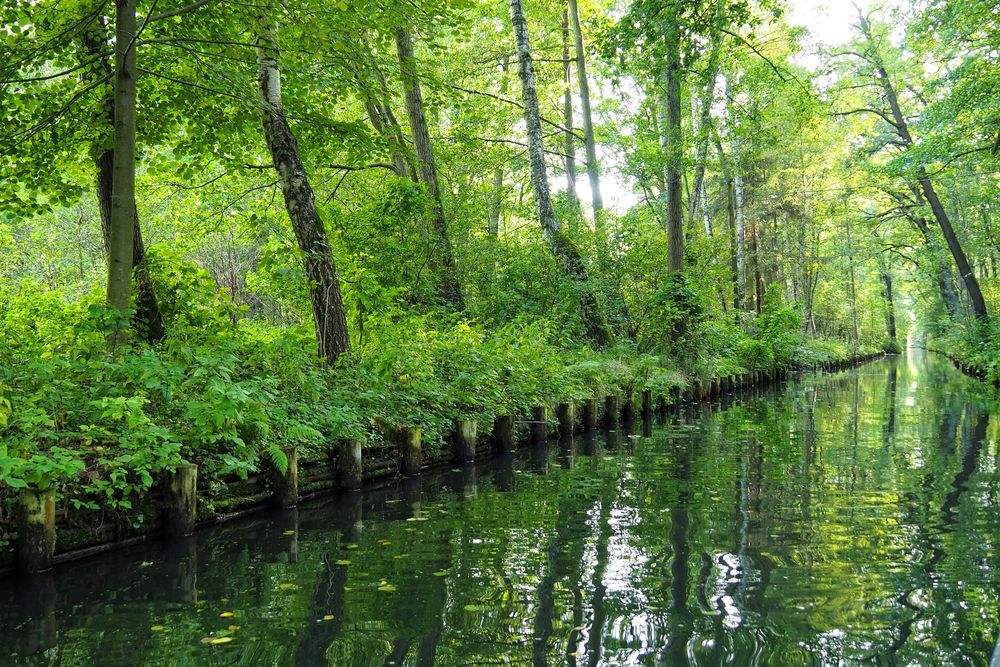 Die Hauptelemente des Spreewalds: Bäume und Wasser