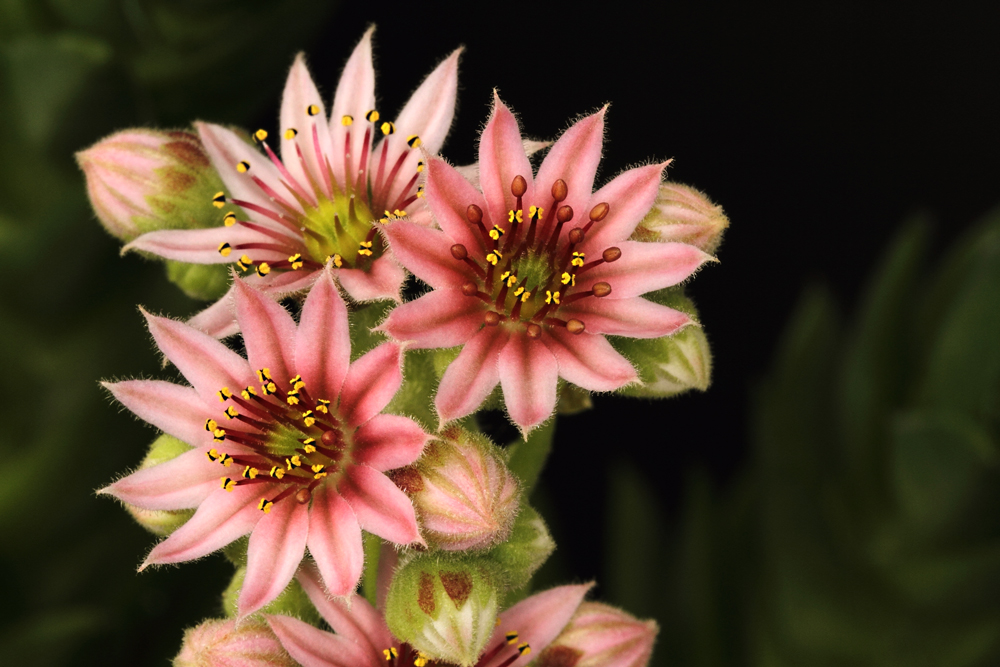 Die Hauswurz bzw. Sempervivum