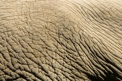 Die Haut des Elefanten