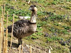 Die Hawaii Gans gerettet