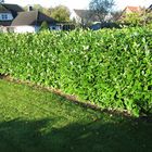 Die Hecke