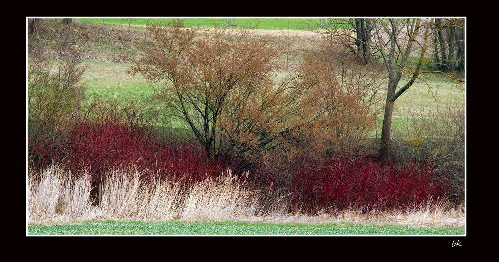 Die Hecke