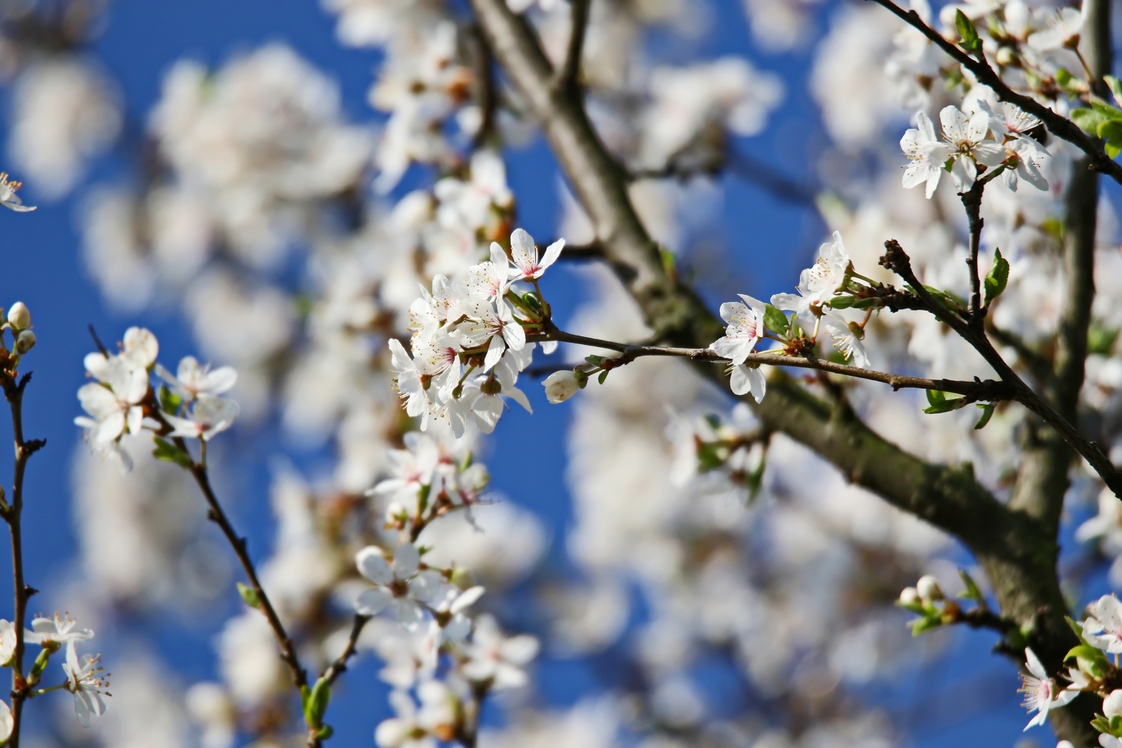 die Hecke blüht