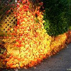 "Die Hecke brennt!" / gesehen auf dem Weg nach Hause