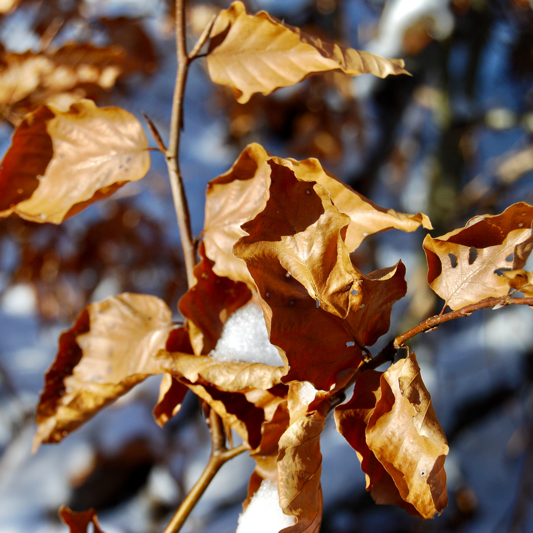 Die Hecke verliert den Saft 