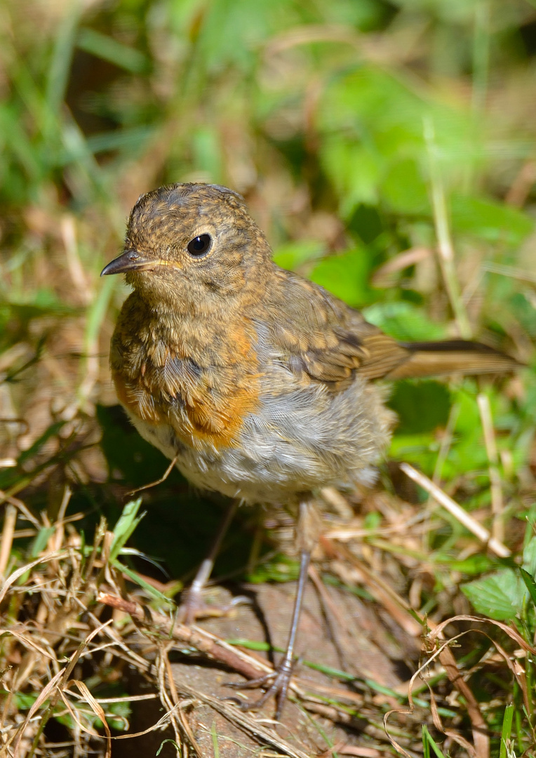 Die Heckenbraunelle (Prunella modularis)