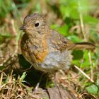 Die Heckenbraunelle (Prunella modularis)