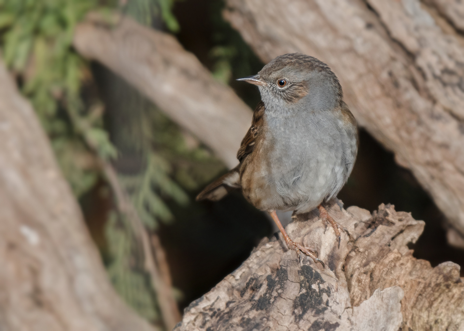 Die Heckenbraunelle (Prunella modularis)  