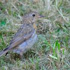 Die Heckenbraunelle (Prunella modularis)