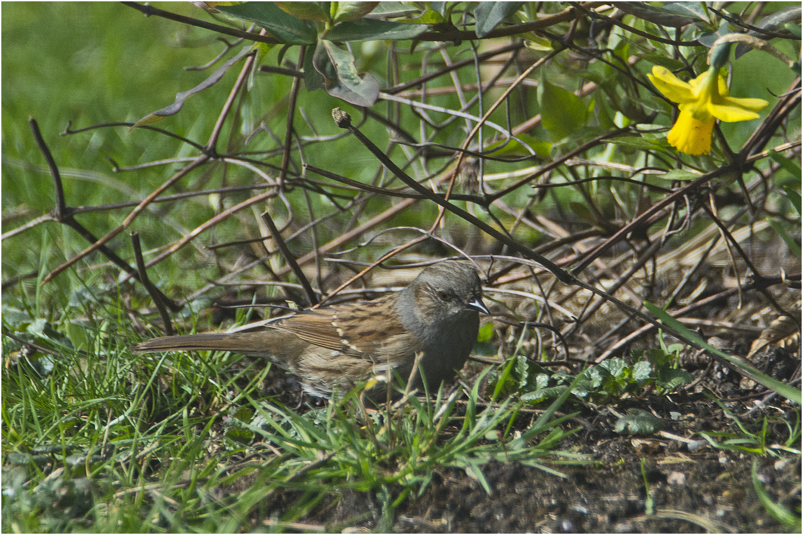 Die Heckenbraunelle (Prunella modularis) ist sehr unauffällig . . .