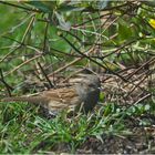 Die Heckenbraunelle (Prunella modularis) ist sehr unauffällig . . .