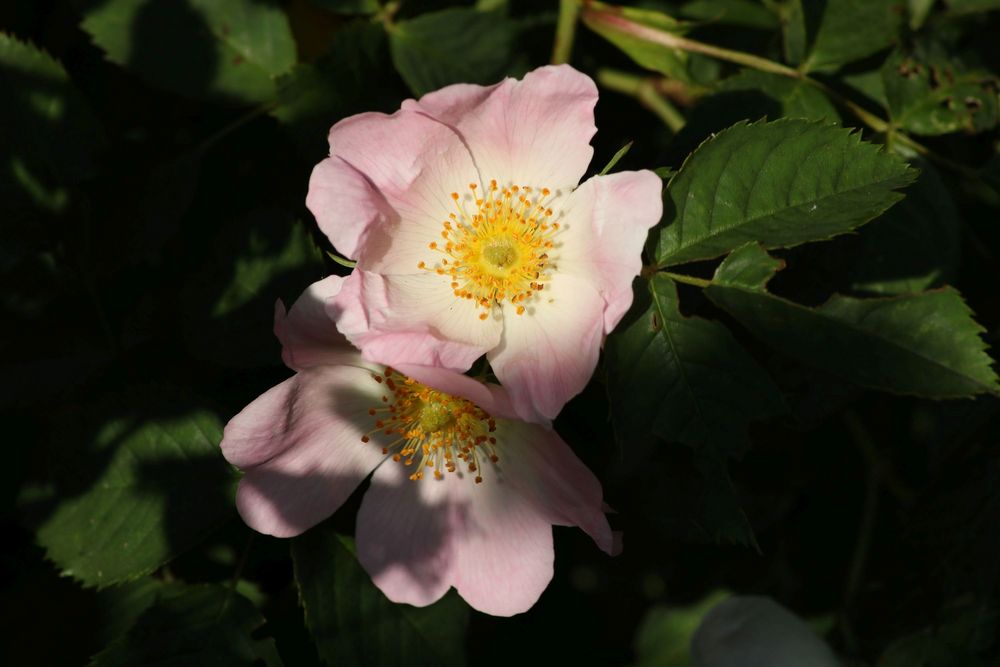 ...die Heckenrose ist die anmutigste ihrer Gattung