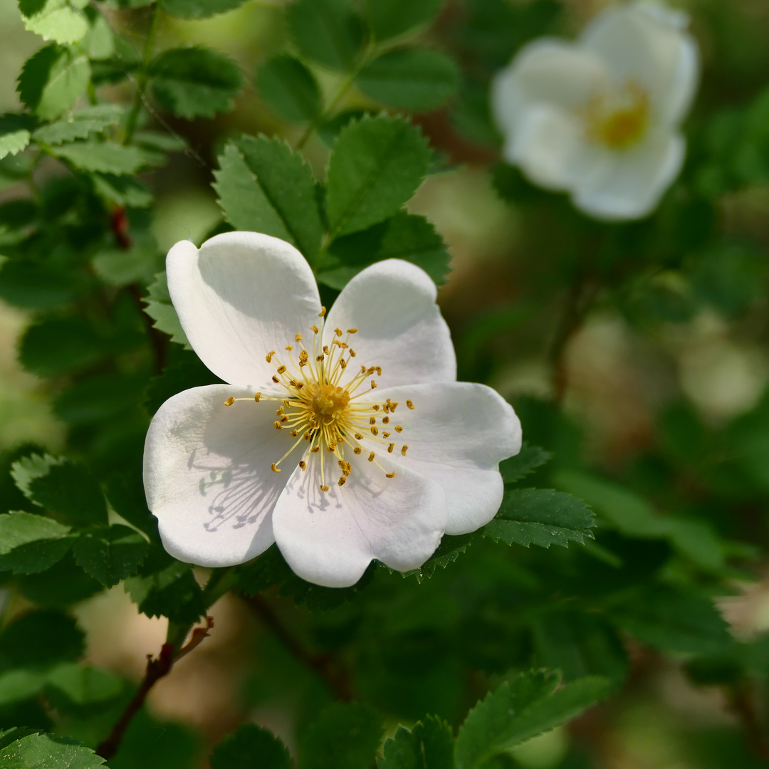 Die Heckenrosen