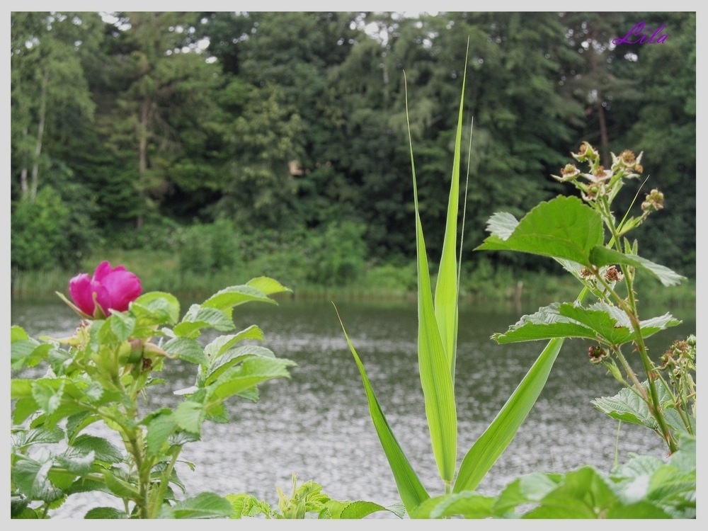 Die Heckenrosen blühen am Badesee !